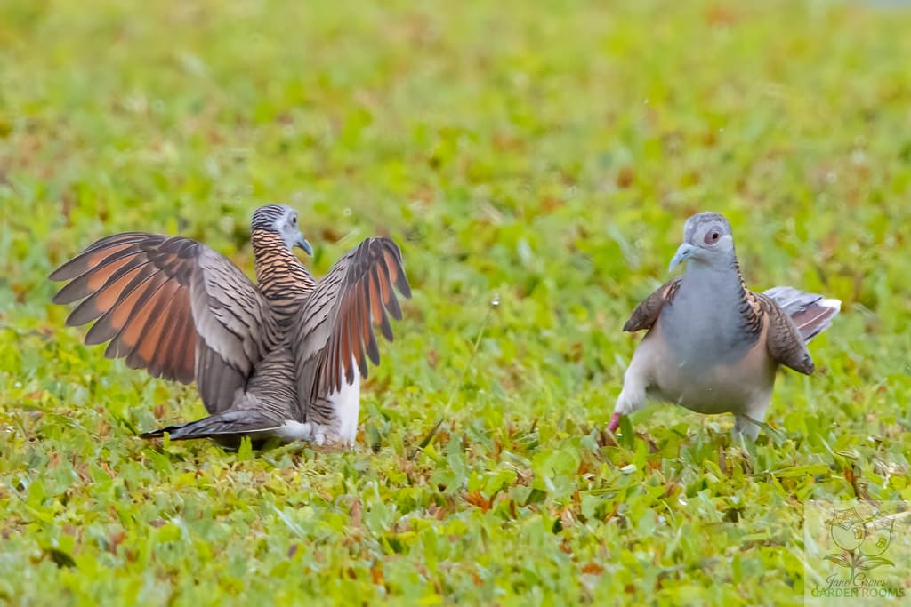 Bar-shouldered Dove