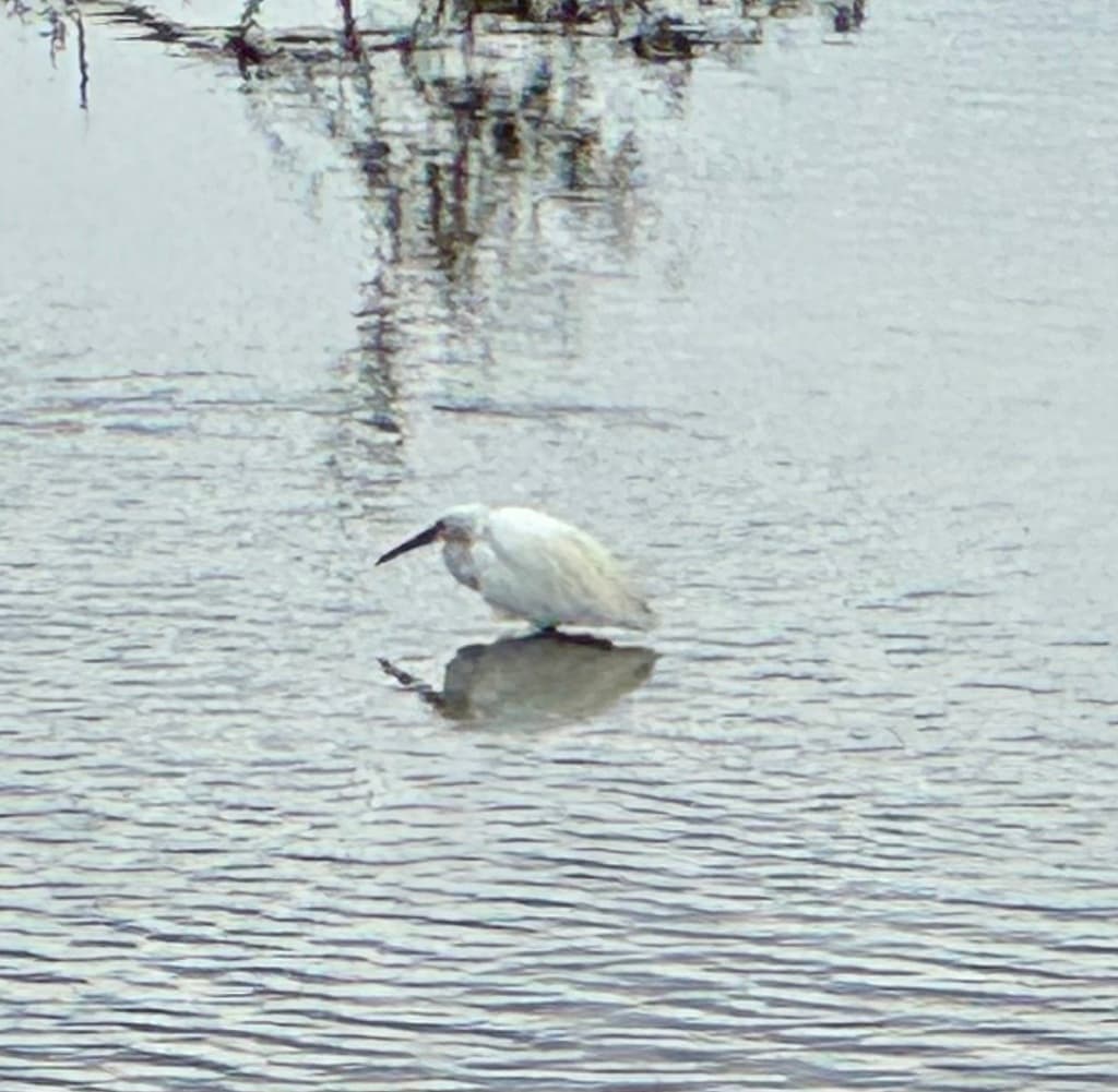 Little Egret