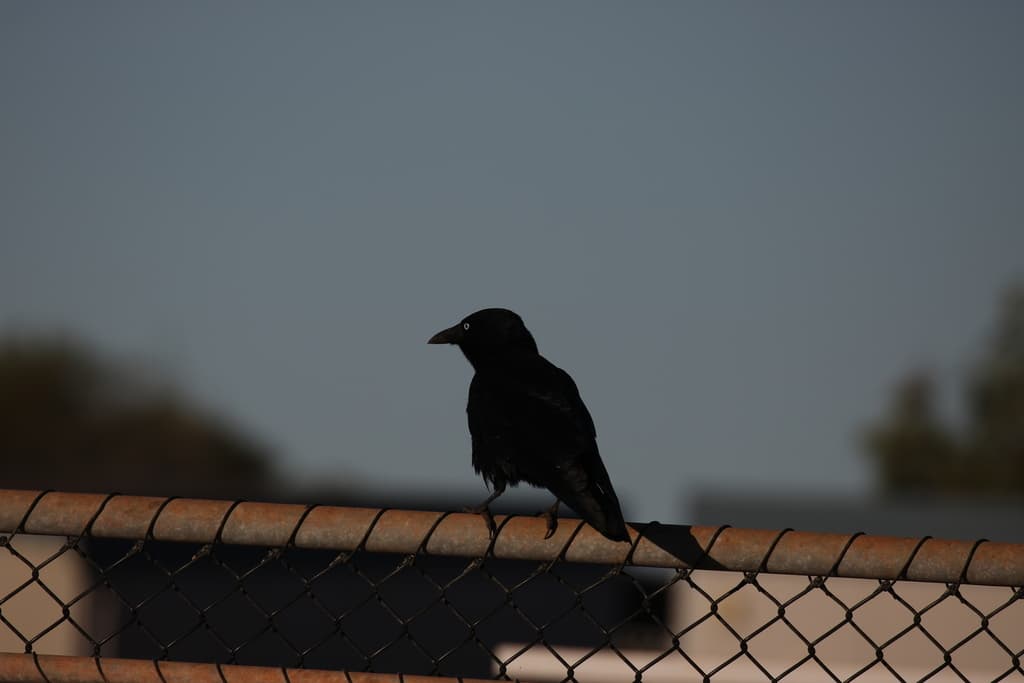 Little Crow