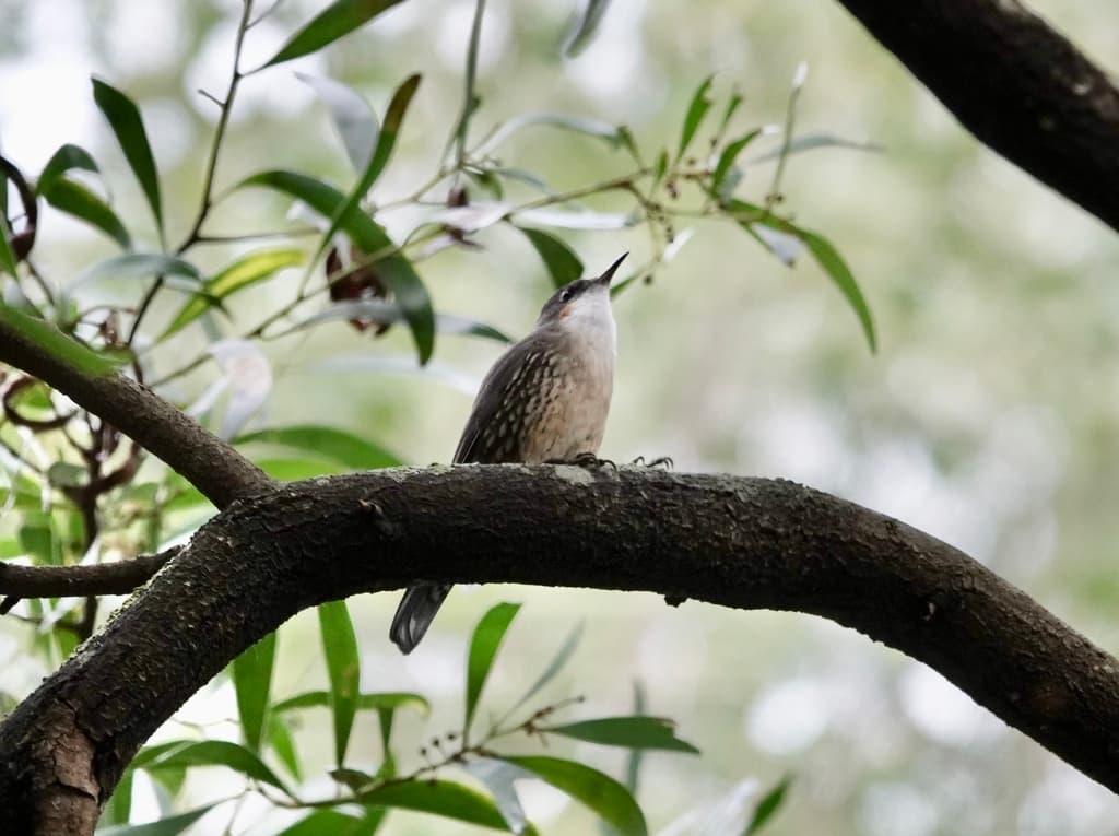 White-throated Treecreeper