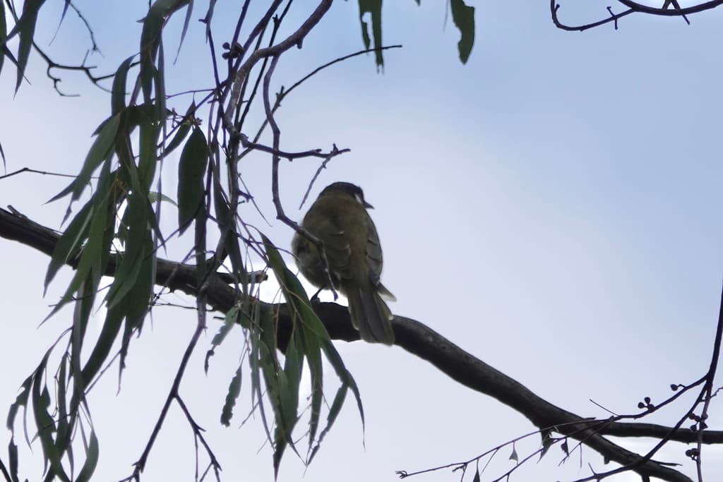 White-eared Honeyeater