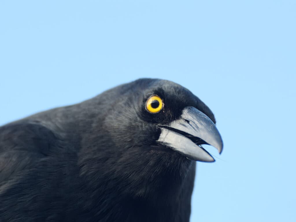 Pied Currawong