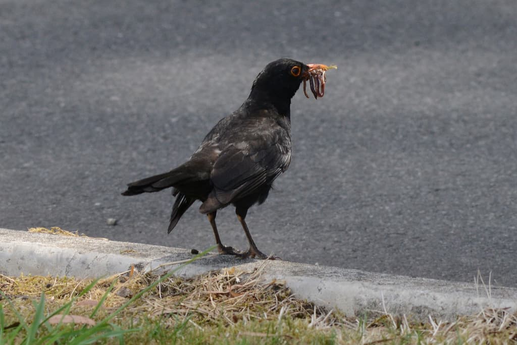 Common Blackbird