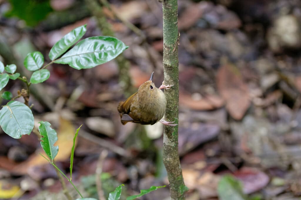 Large-billed Scrubwren