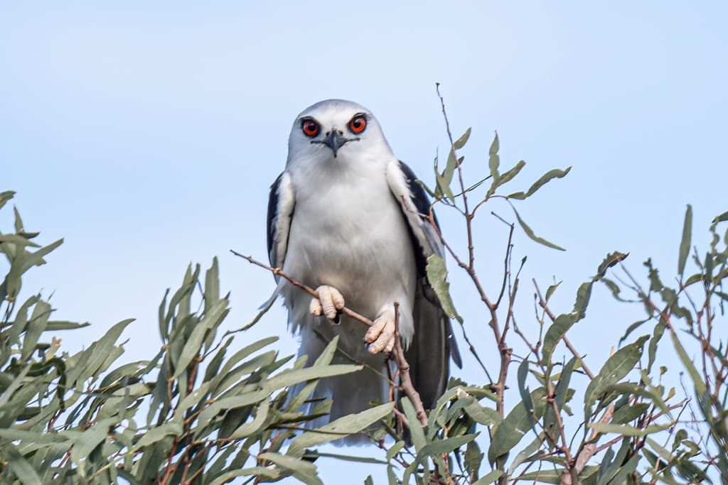 Letter-winged Kite