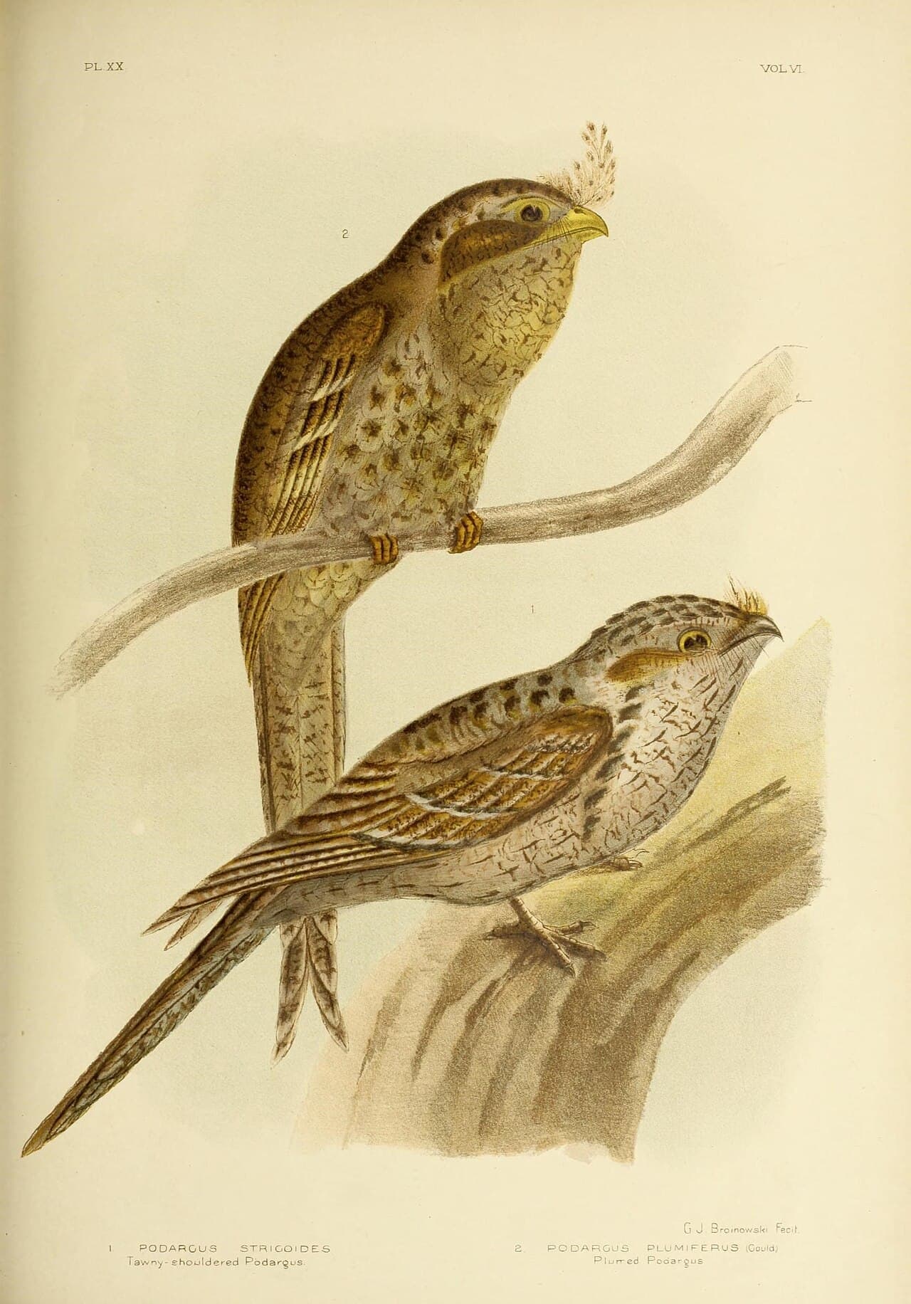 Marbled Frogmouth