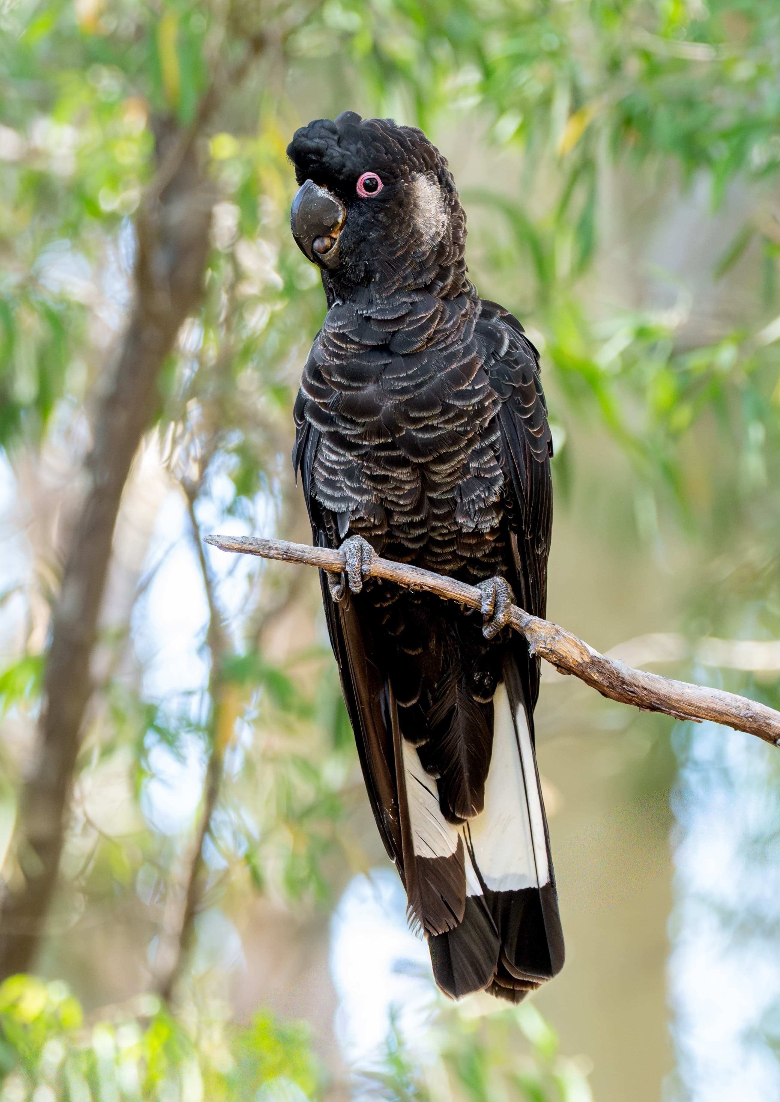 Carnaby's Black Cockatoo