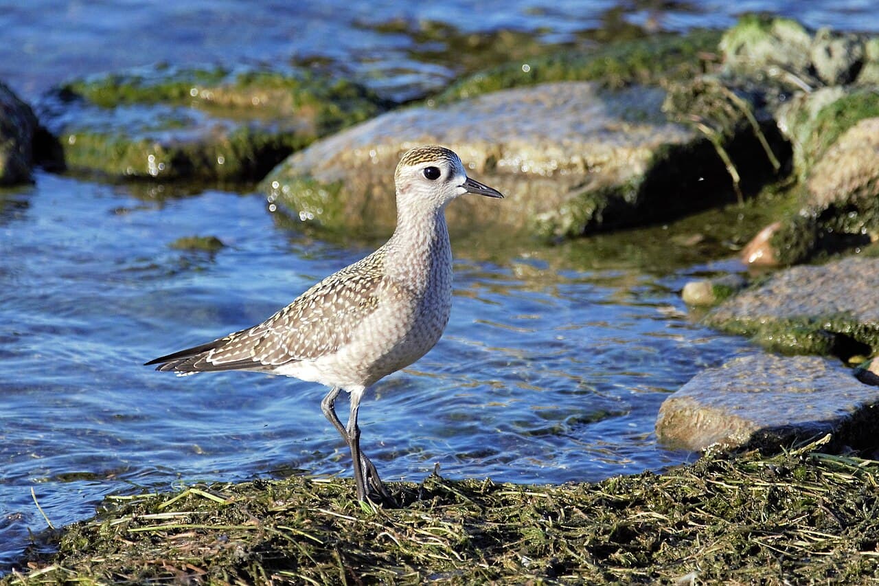 American Golden Plover