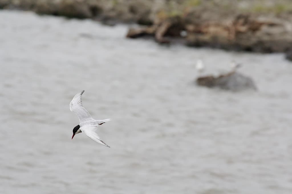 Whiskered Tern