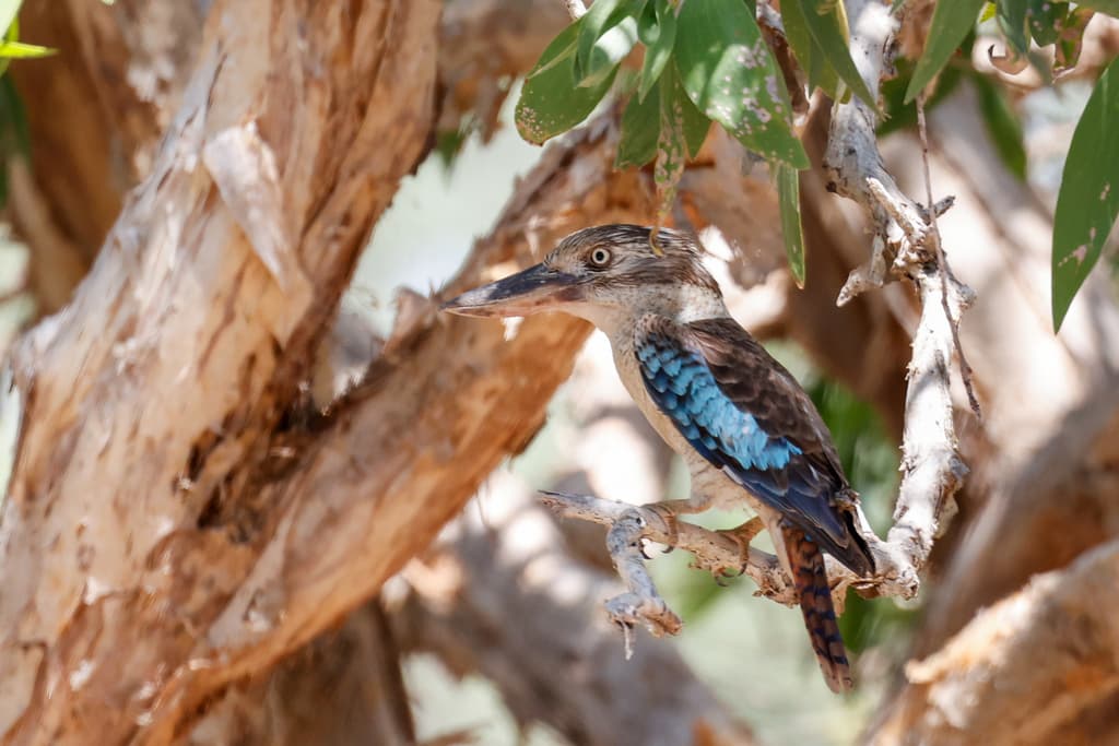 Blue-winged Kookaburra