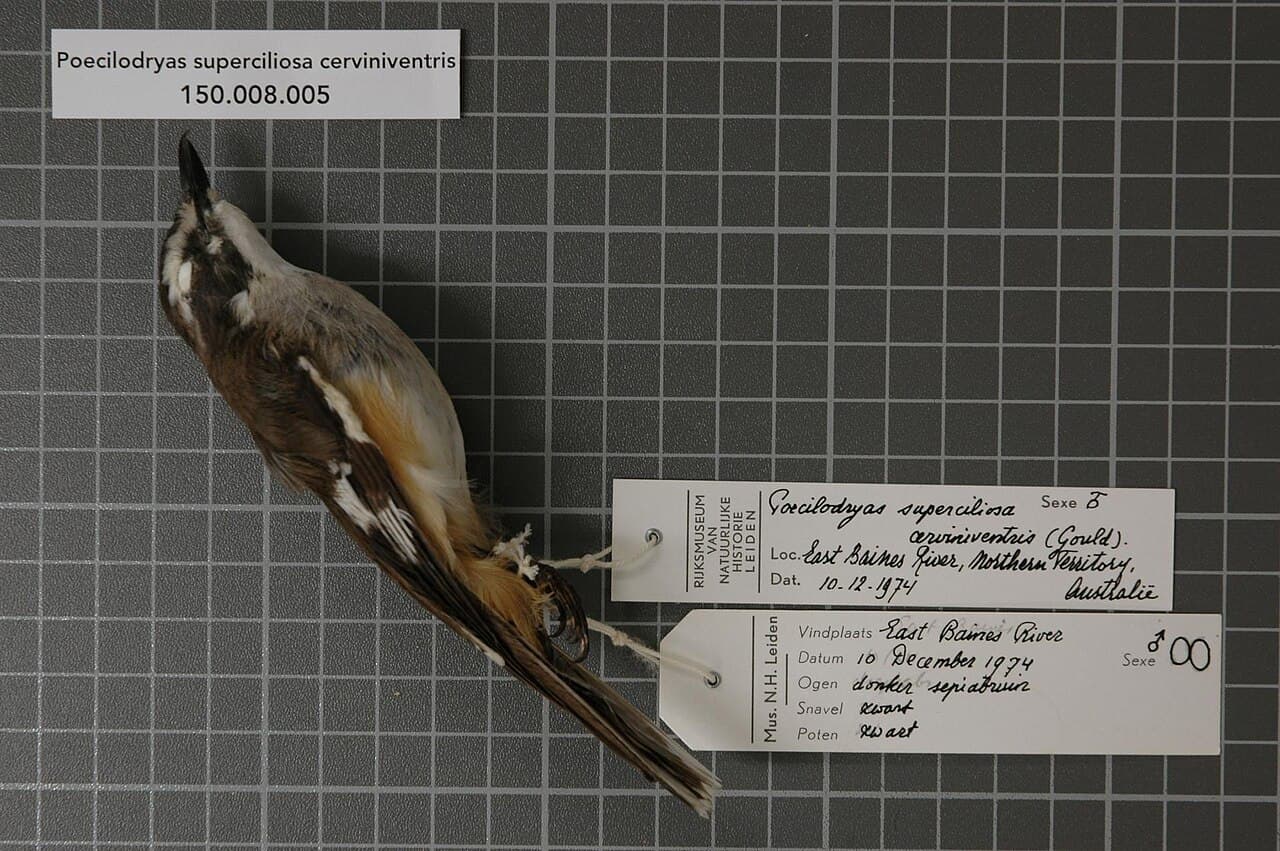 White-browed Robin