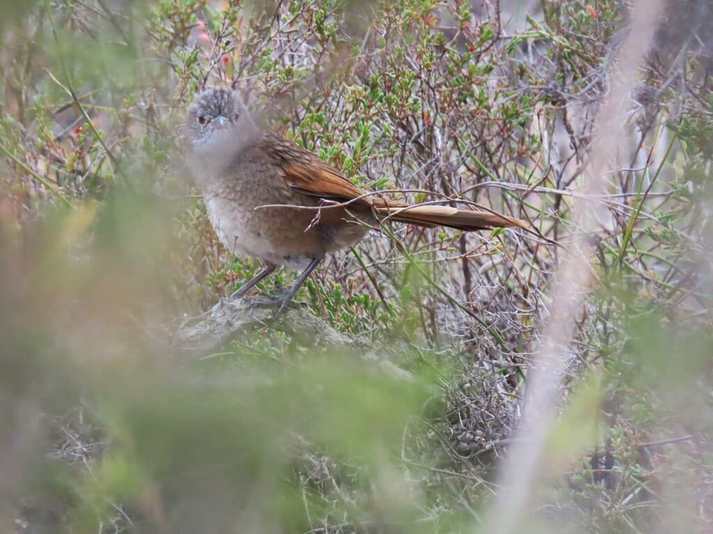 Western Bristlebird