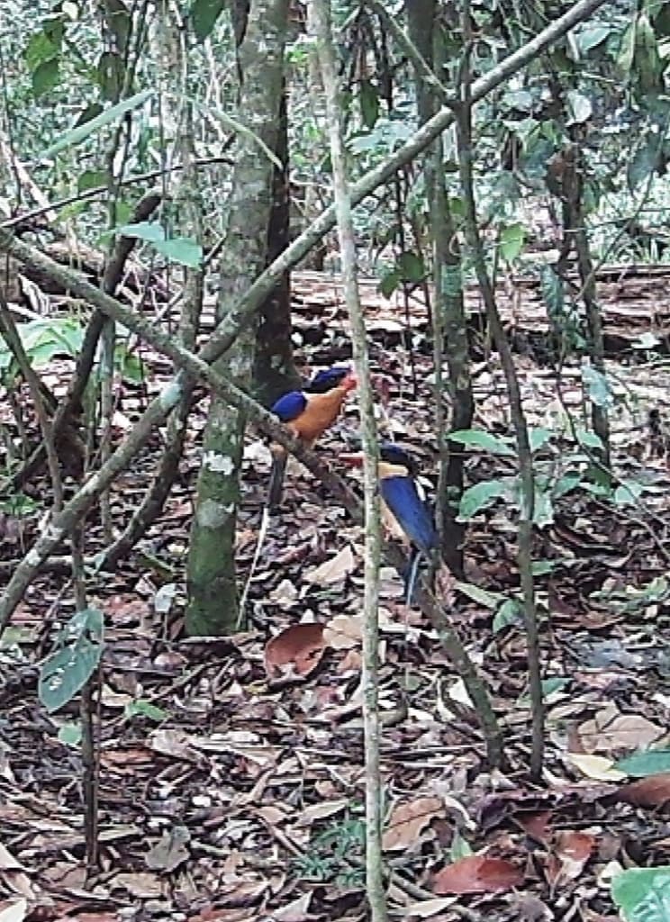 Buff-breasted Paradise Kingfisher