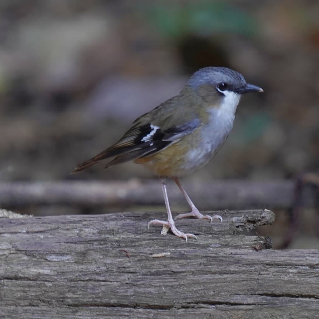 Grey-headed Robin