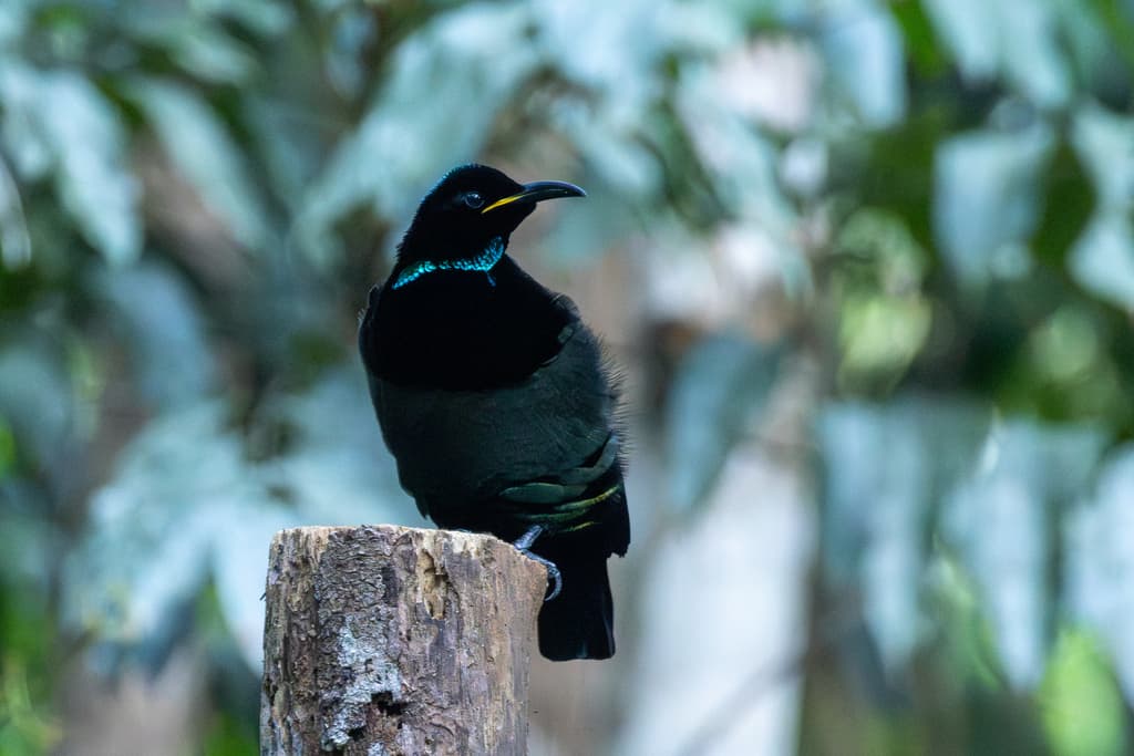 Victoria's Riflebird