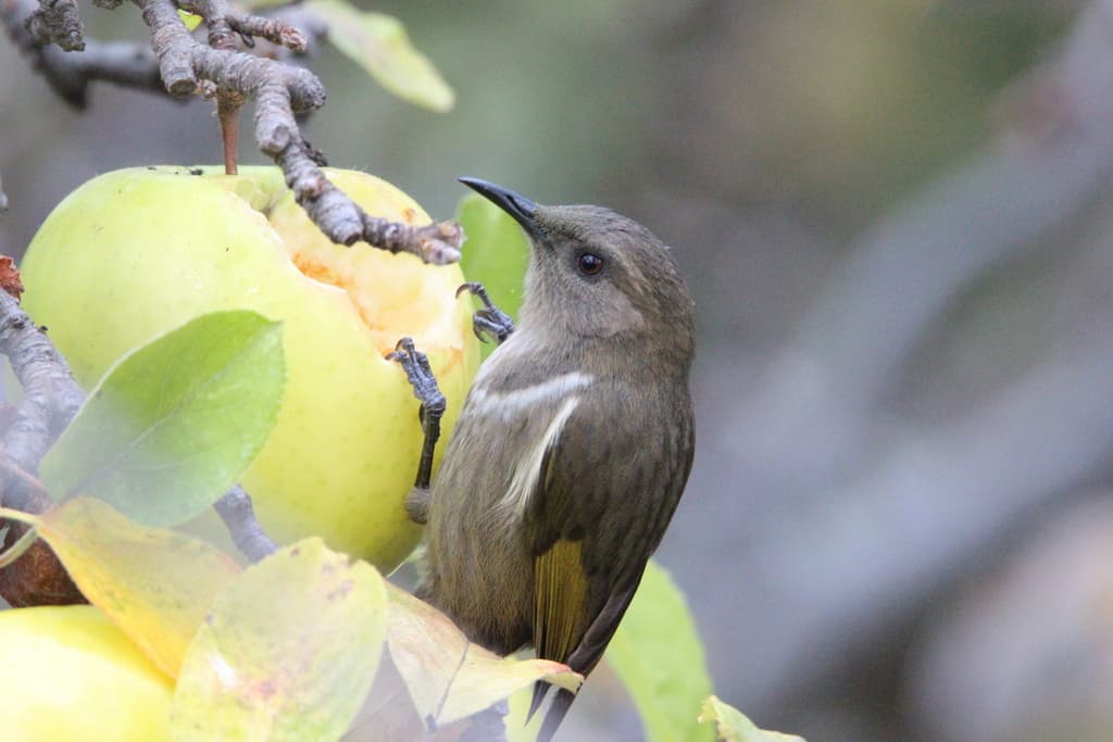 Crescent Honeyeater