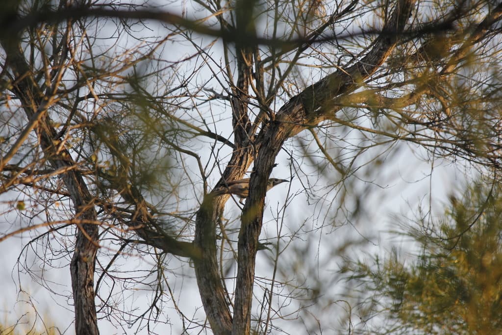 Little Friarbird