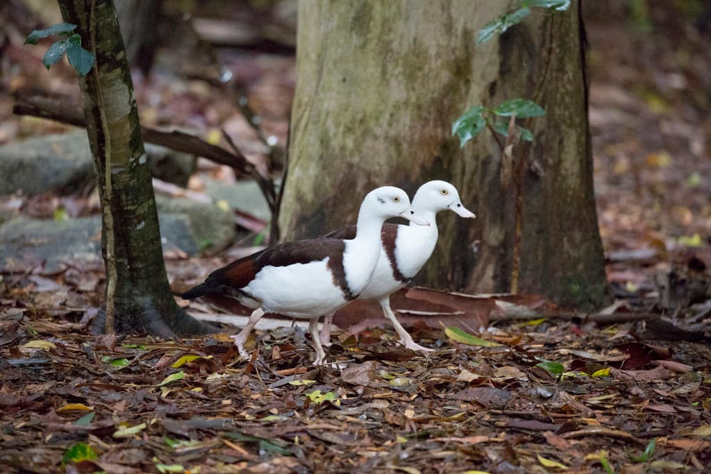 Radjah Shelduck