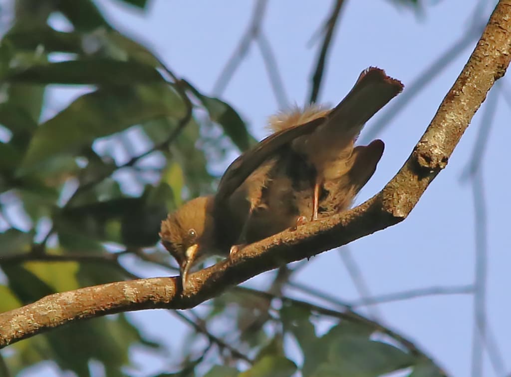 White-gaped Honeyeater