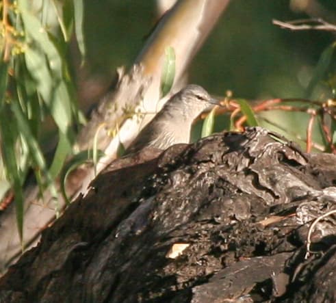 Brown Treecreeper