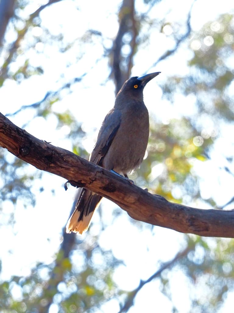Grey Currawong