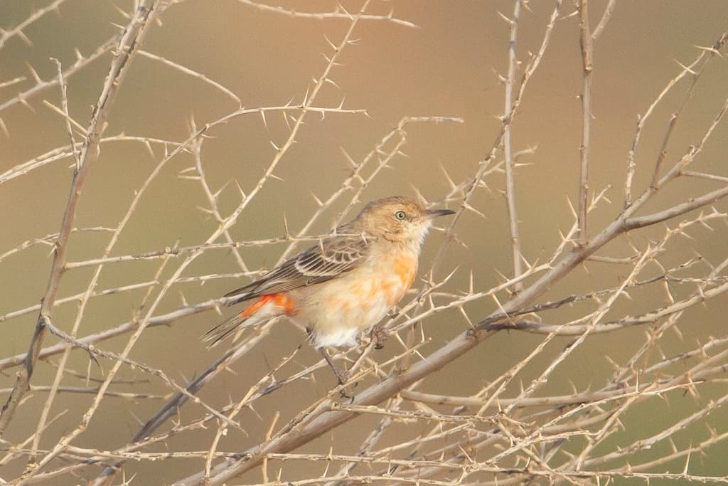 Crimson Chat