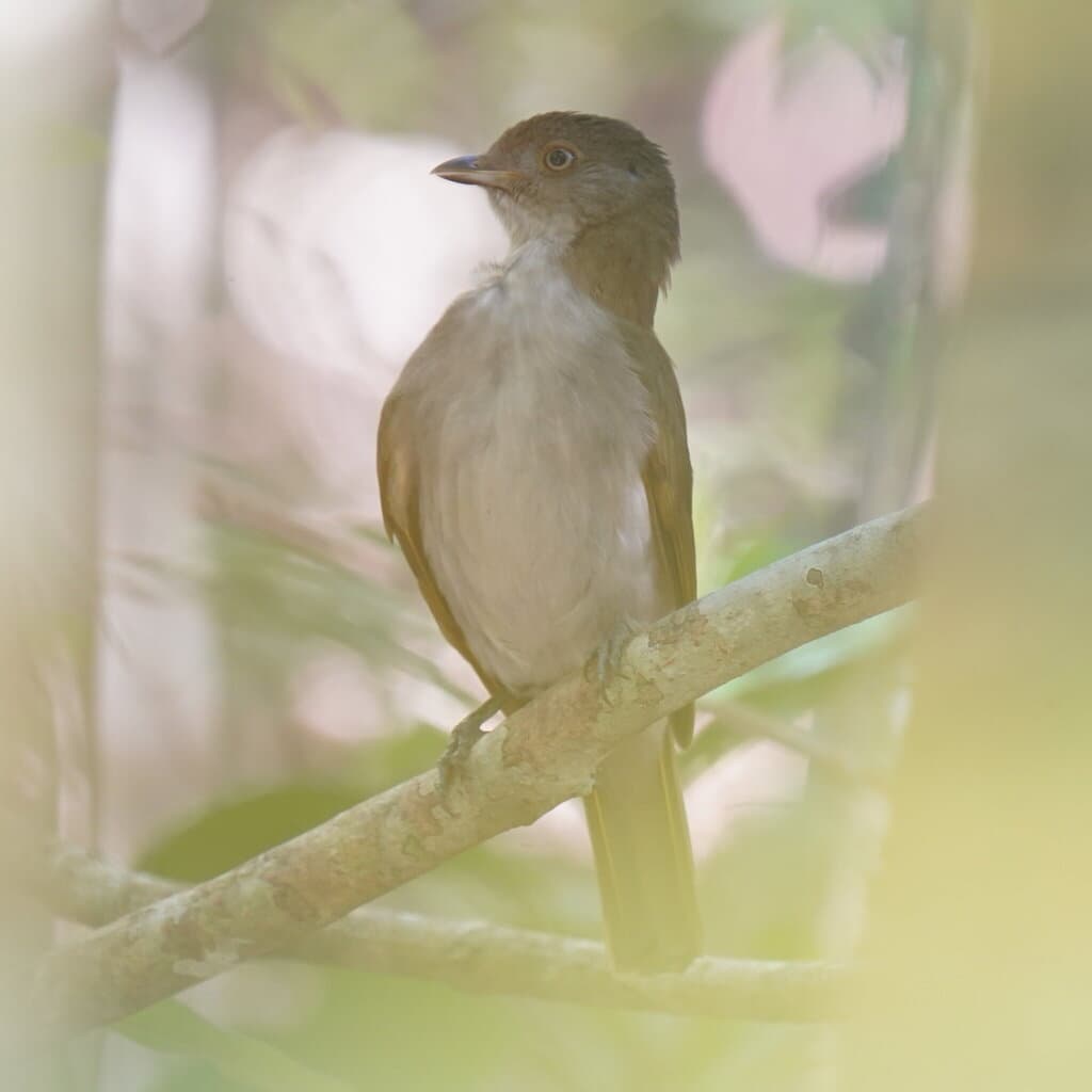 Golden Bowerbird