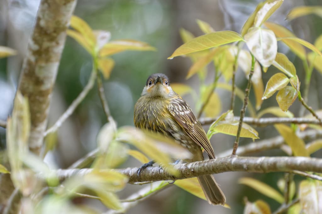 Macleay's Honeyeater