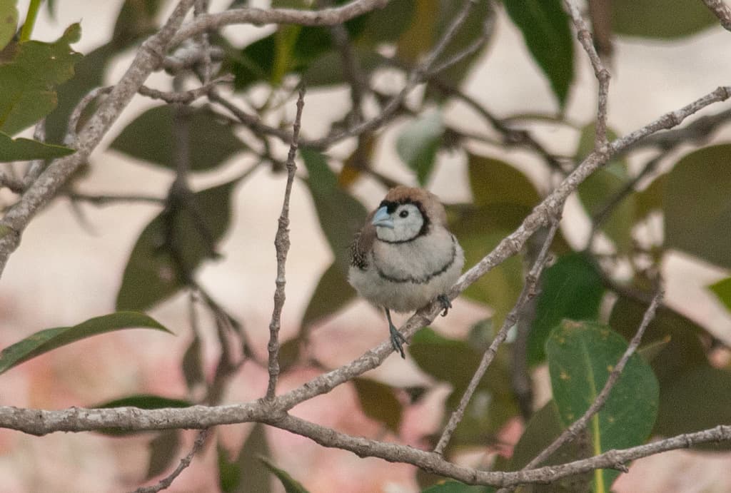 Double-barred Finch