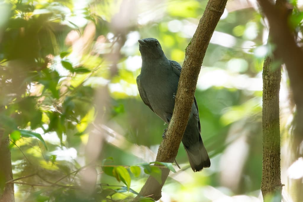 Sahul Cicadabird