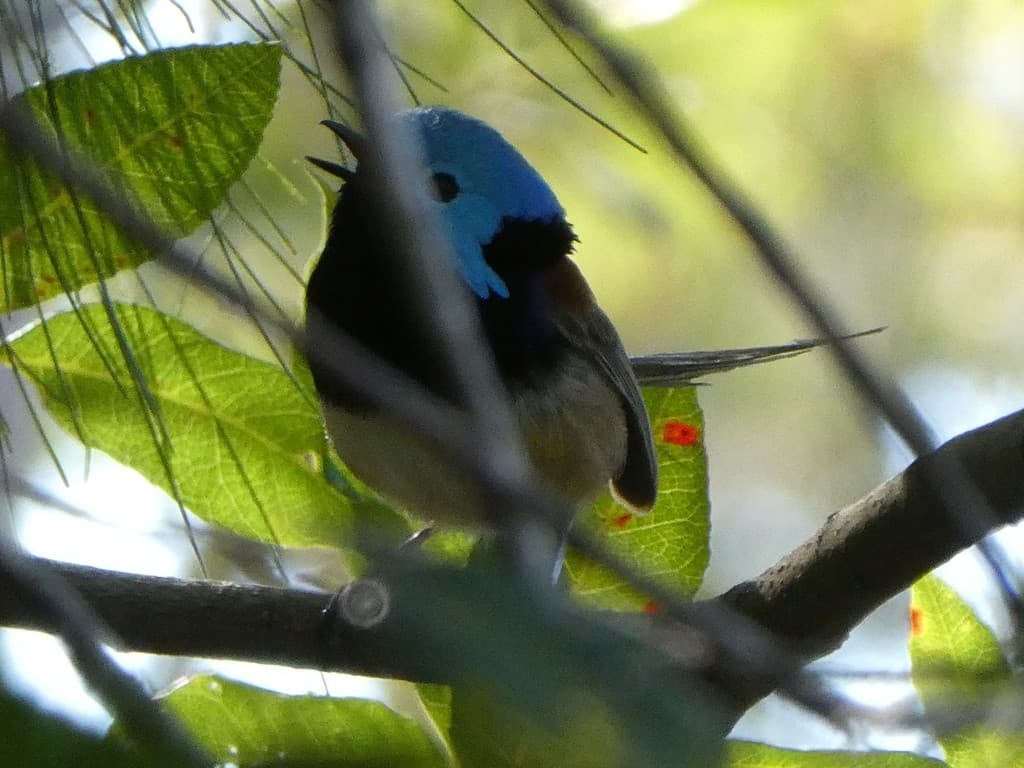 Variegated Fairywren
