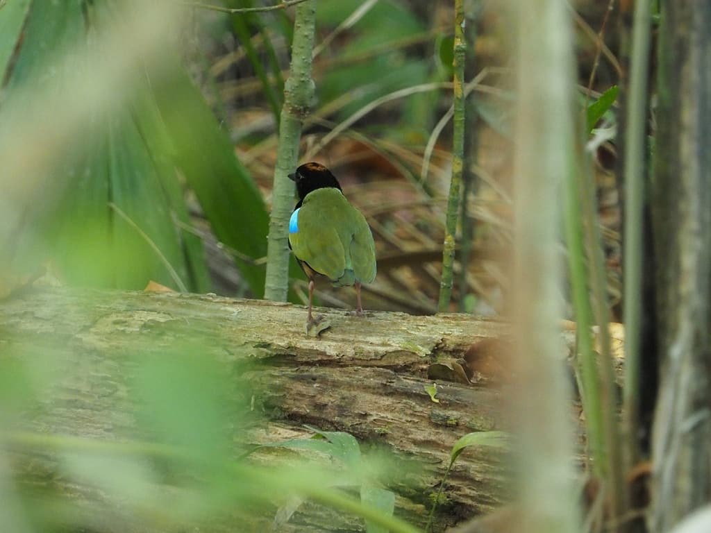 Rainbow Pitta