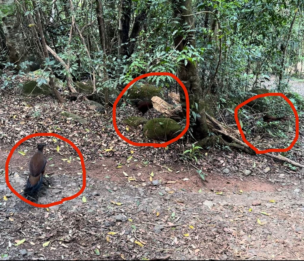 Albert's Lyrebird