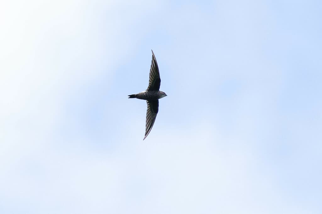 Pacific Swift