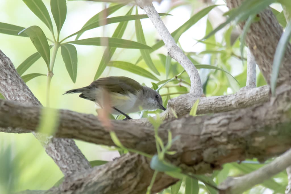 Green-backed Gerygone