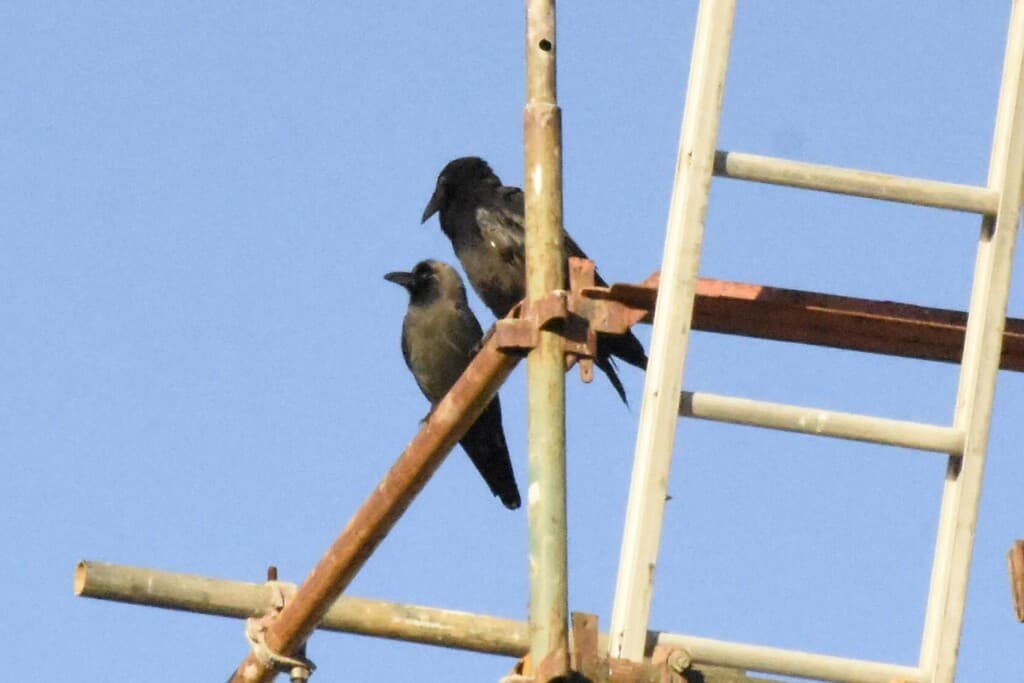 House Crow