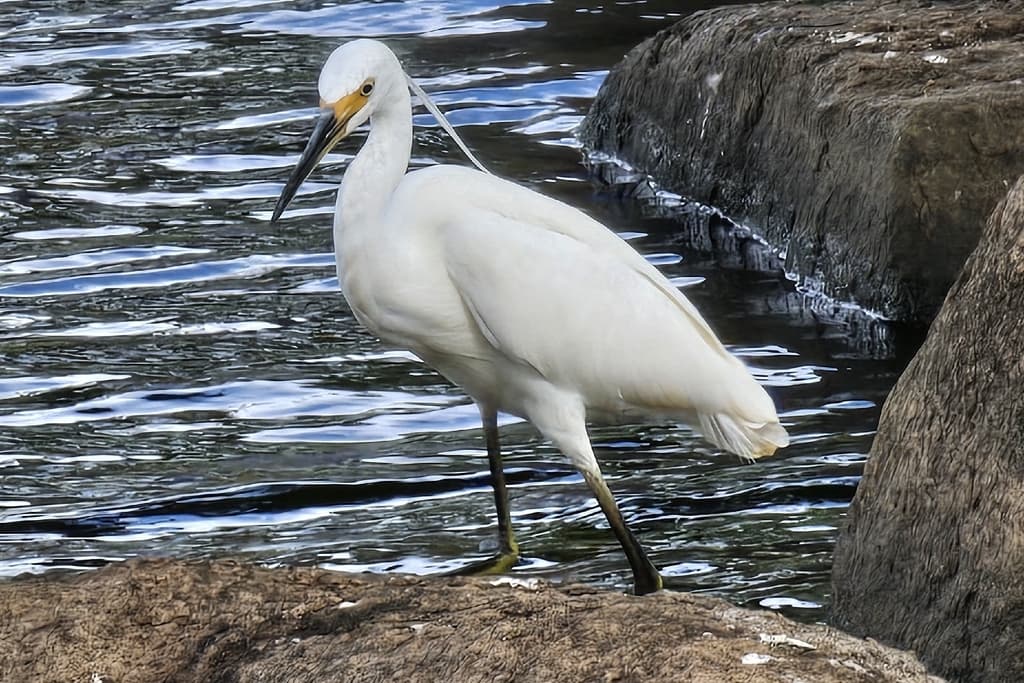 Little Egret
