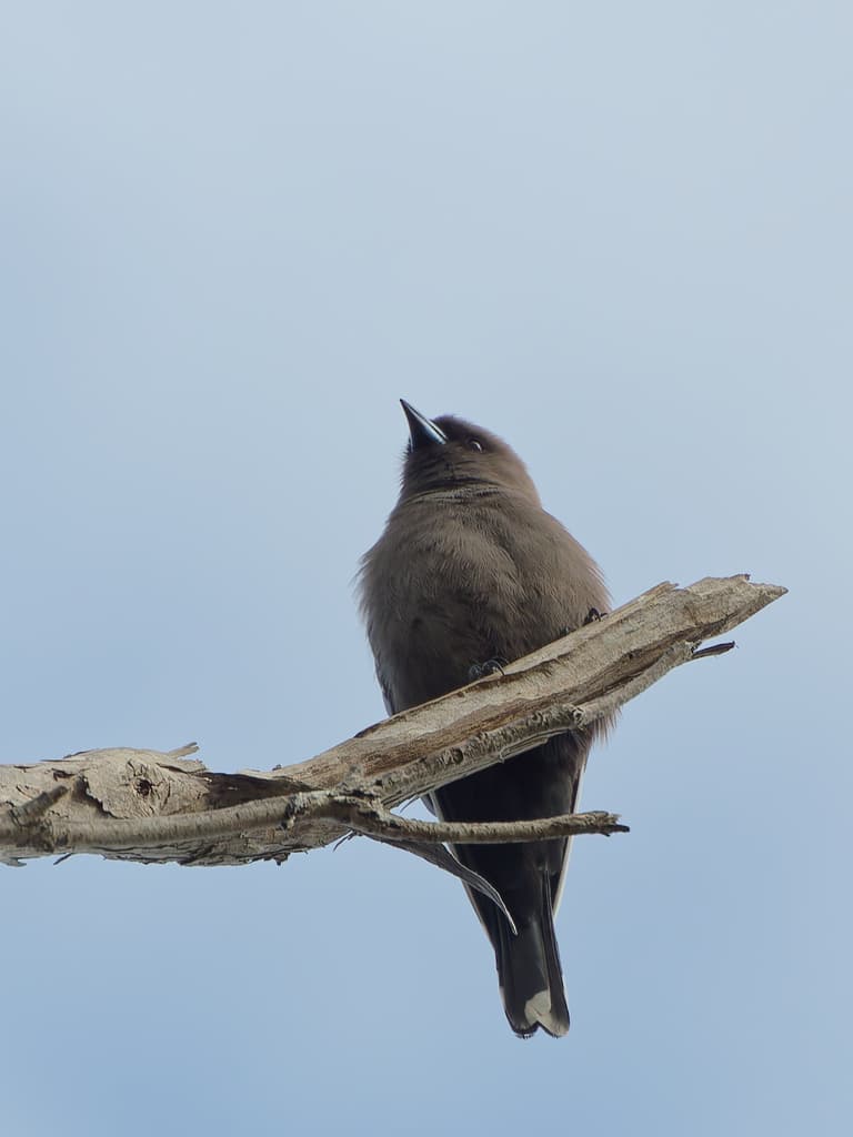 Dusky Woodswallow