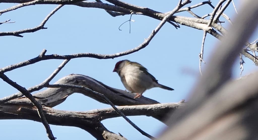 Red-browed Finch