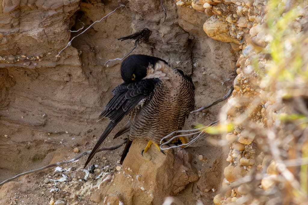 Peregrine Falcon