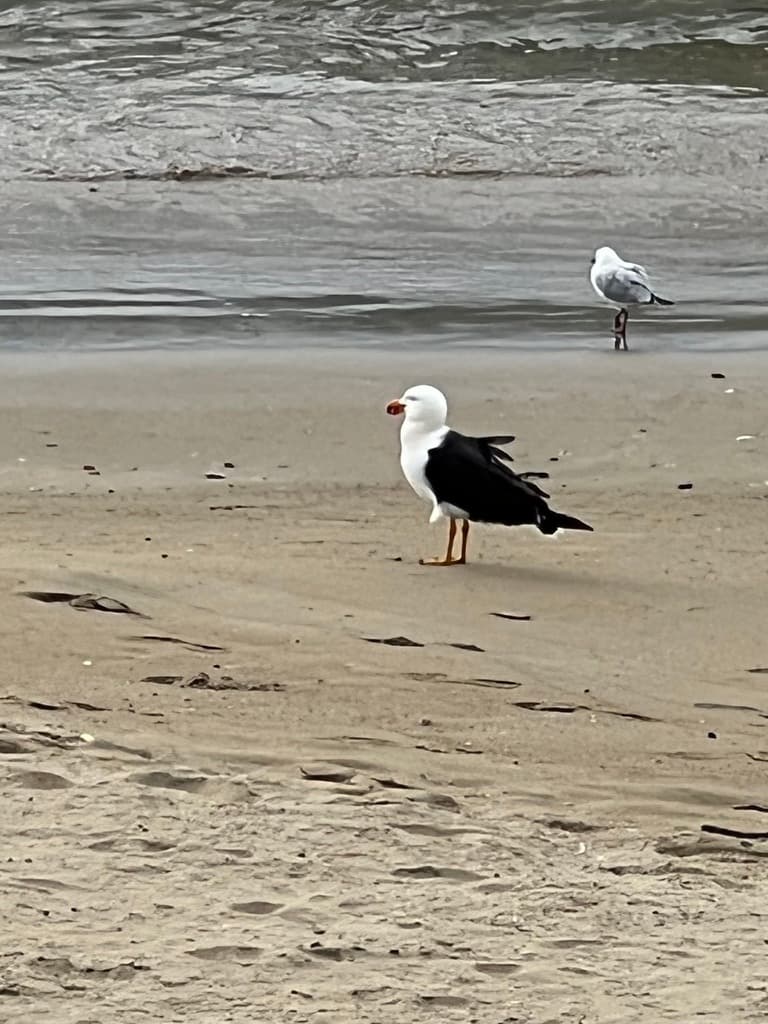 Pacific Gull