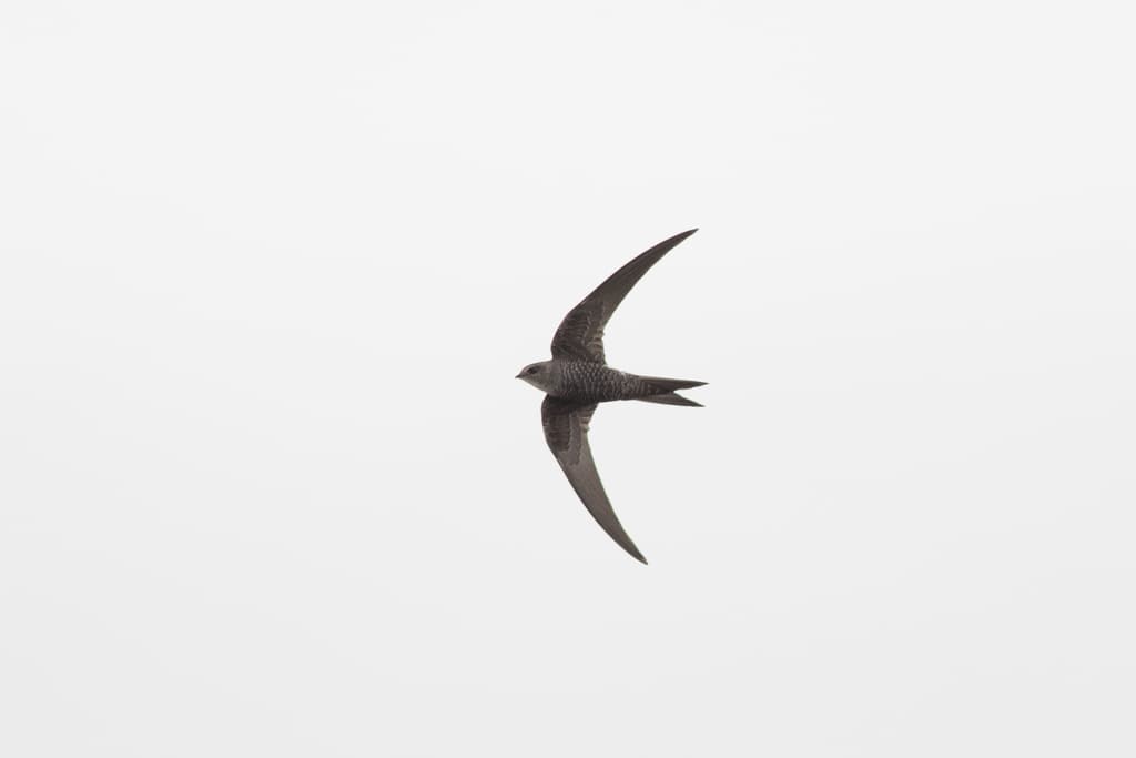 Pacific Swift