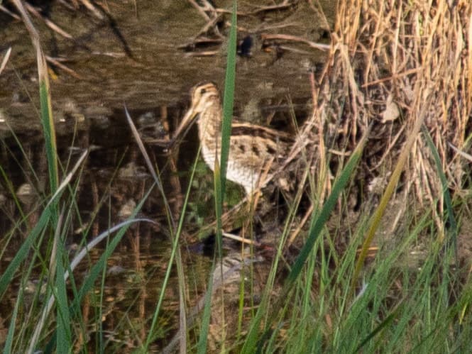 Latham's Snipe