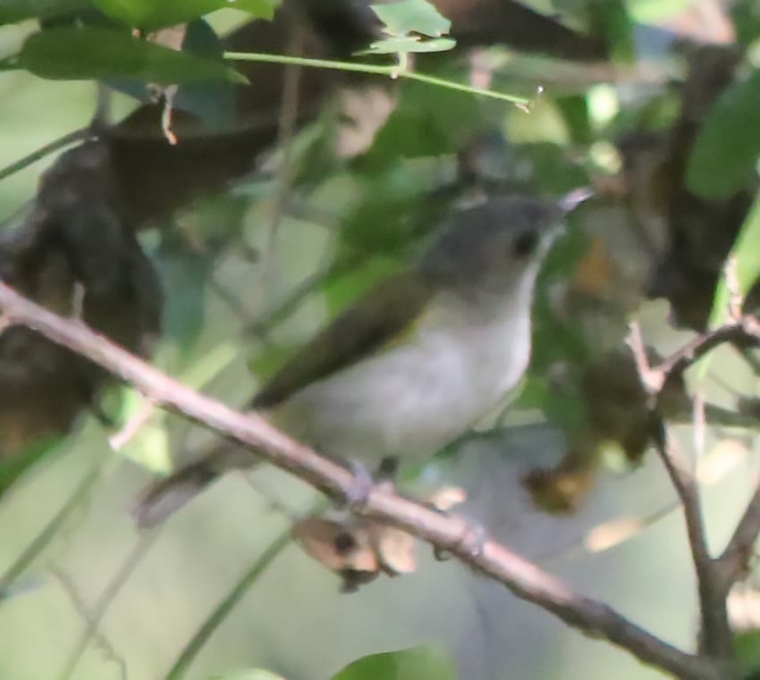 Green-backed Gerygone