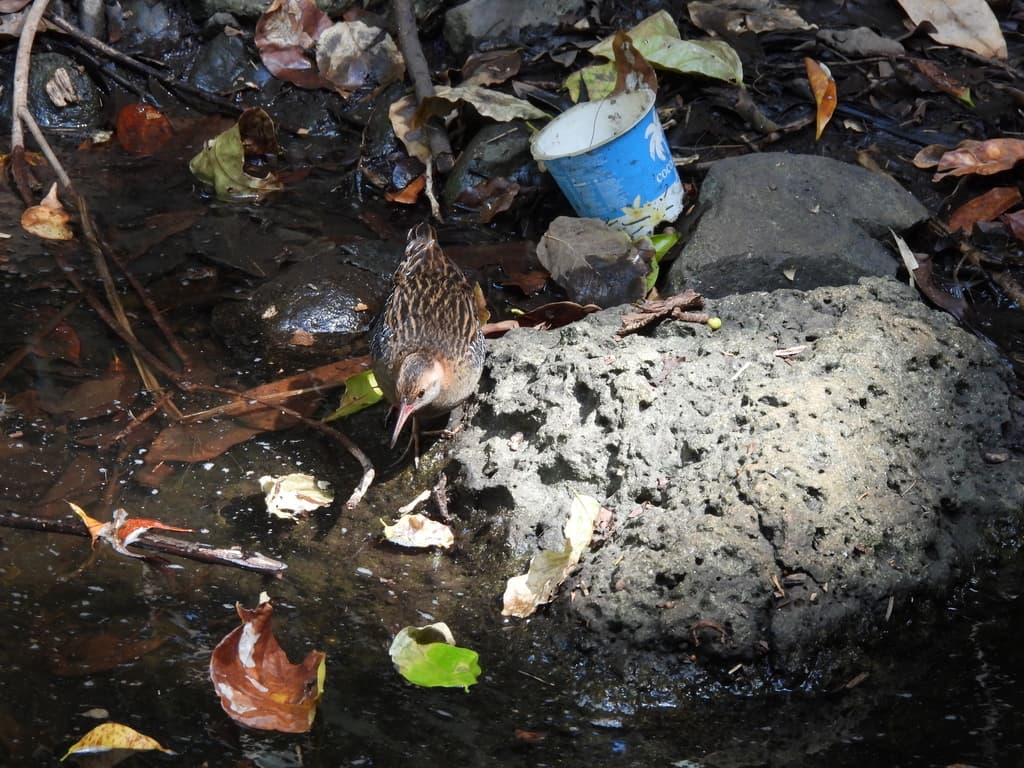 Lewin's Rail