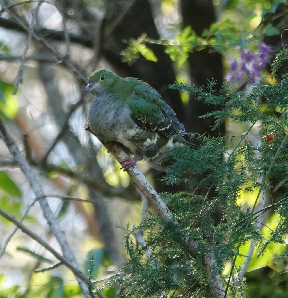 Superb Fruit Dove