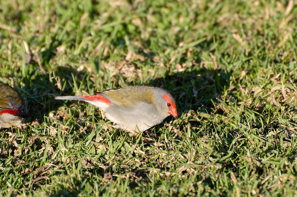 Red-browed Finch