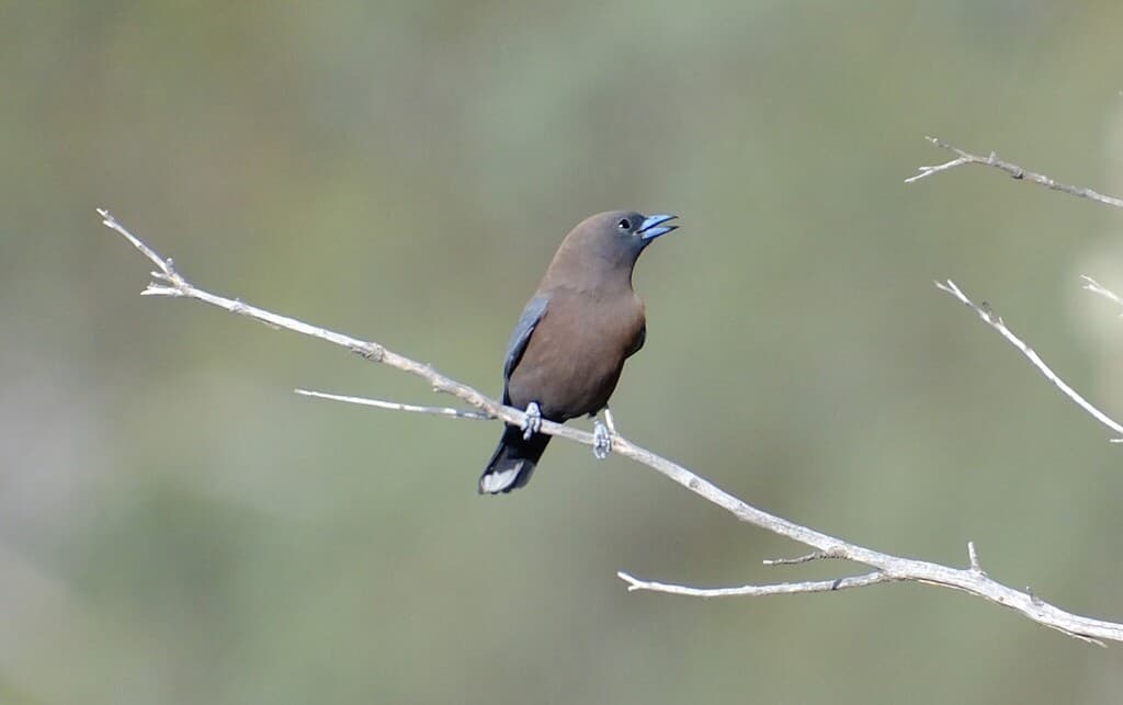 Little Woodswallow