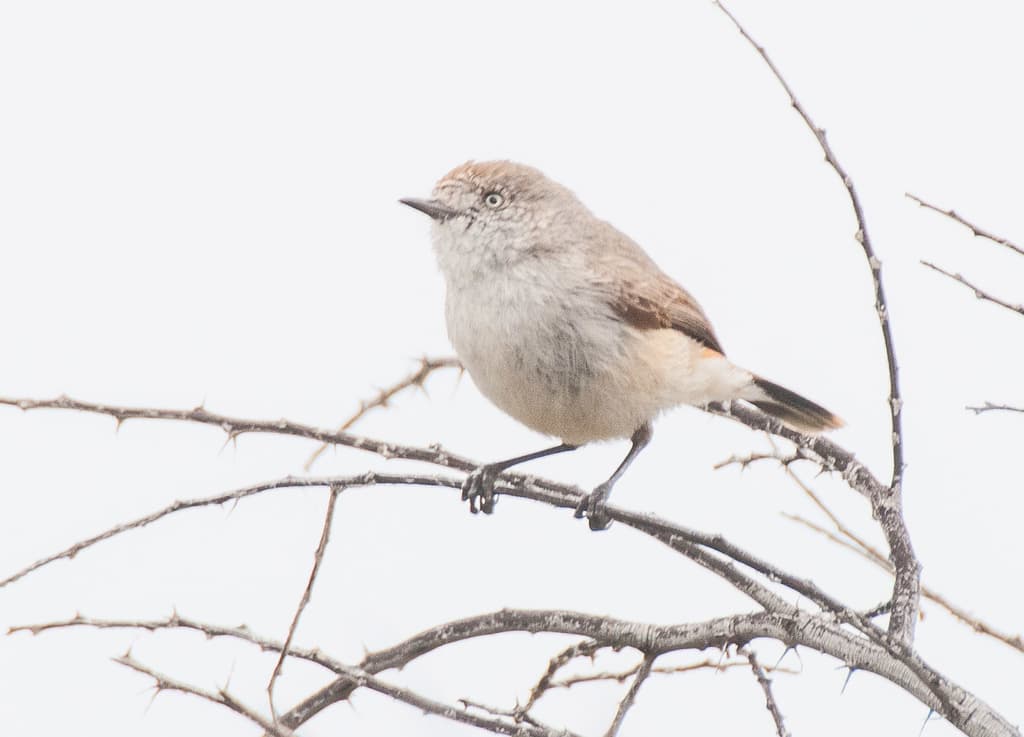 Chestnut-rumped Thornbill