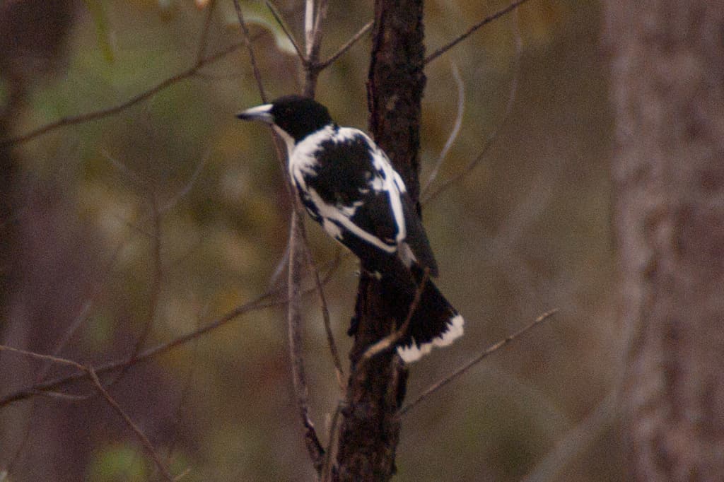 Black-backed Butcherbird